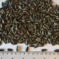 Striped Sunflower Seeds Iregi