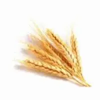 Wheat