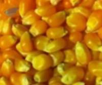 Maize For Human Consumptions