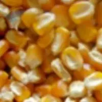 maize for Animal Consumptions
