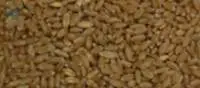 Wheat
