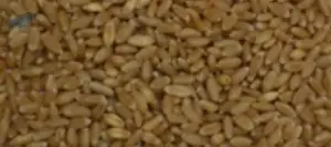 Wheat