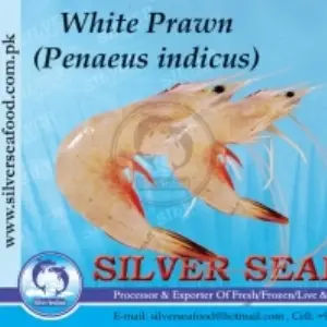 White Prawn (Penaeus Indicus)