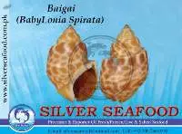 Babylonia Spirata(Baigai),Top Shell