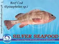 Reef Cod(Epinephelus Spp)