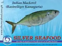 Indian Mackerel,Rastrelliger kanagurta