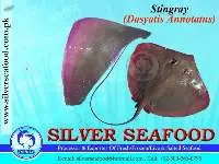 Sting Ray