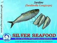 Sardine