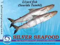 Lizard Fish