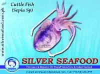 Cuttle Fish