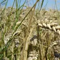 Milling Wheat