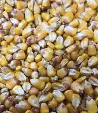 Yellow Corn