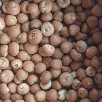 Areca Nuts / Betel Nuts