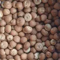 Areca Nuts / Betel Nuts