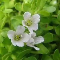 Bacopa Monnieri Extract (Brahmi Extract)
