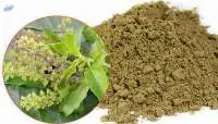 Tulsi Extract (Ocimum Sanctum Extract)