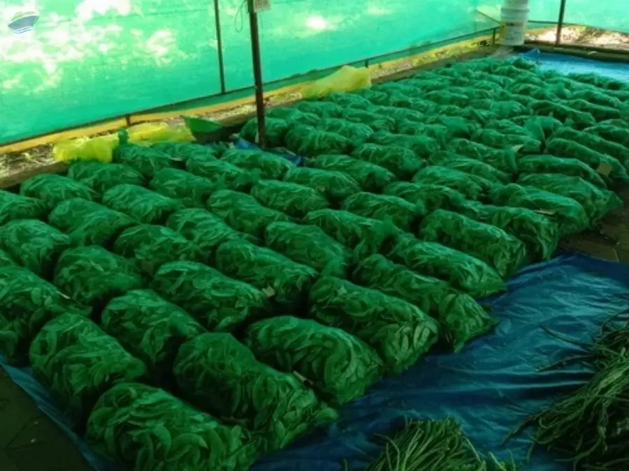 Green Bean Vegetable Packing Mesh Net Bag