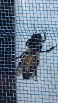 Mosquitoes Net