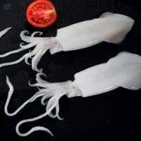Squid
