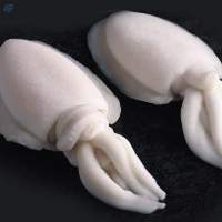 Cuttle Fish