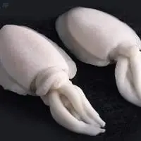 Cuttle Fish