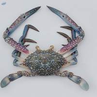 Crab