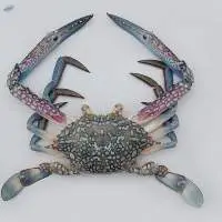 Crab