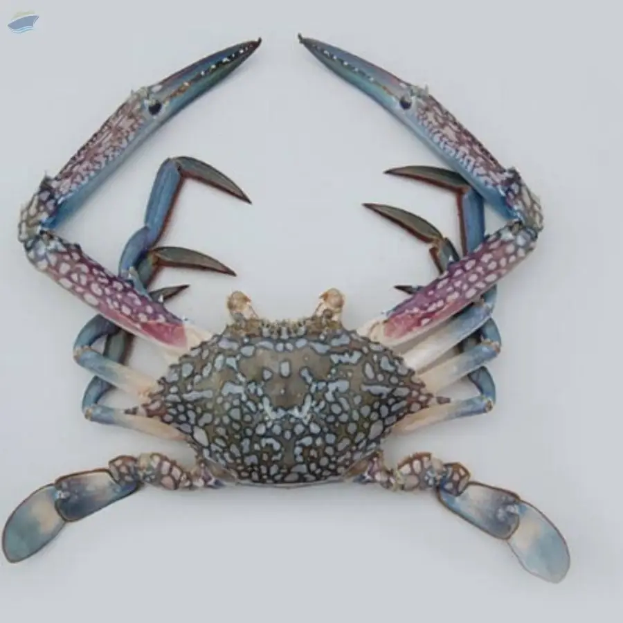 Crab
