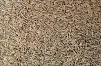 Cumin Seed & Powder