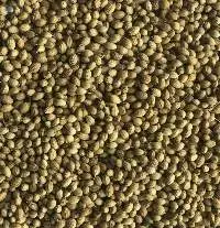 Coriander Seed & Powder
