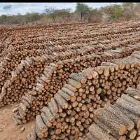 Botswana Firewood