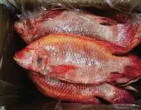 Whole Red Tilapia Frozen in IQF