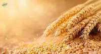 Premium Wheat Grain for Human Consumption