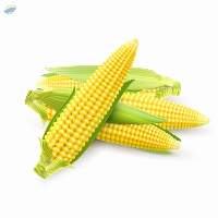 Food Grade Corn Maize Agricultural Product