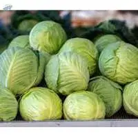 Cabbage