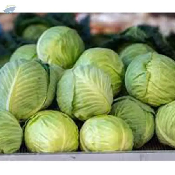 Cabbage