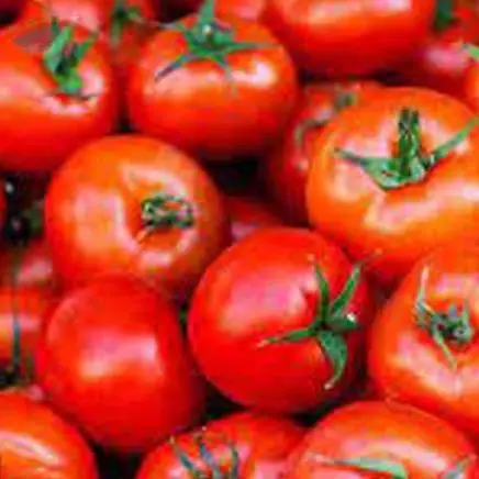 Tomato
