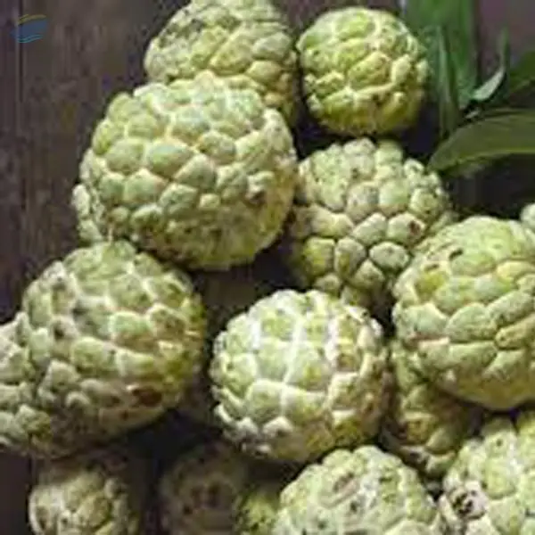 Custard Apple