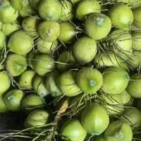 Fresh Coconut