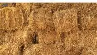 Rhodes Grass