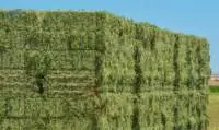 Alfalfa Hay