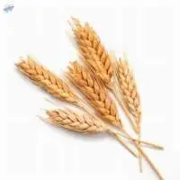 Wheat