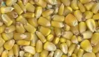 Corn