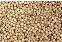 Sorghum