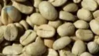 Robusta Coffee Beans