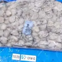 Cuttlefish Whole Goti