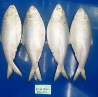 Hilsa Fish Whole Round