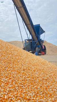 Yello Corn Kernels