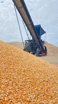 Yello Corn Kernels