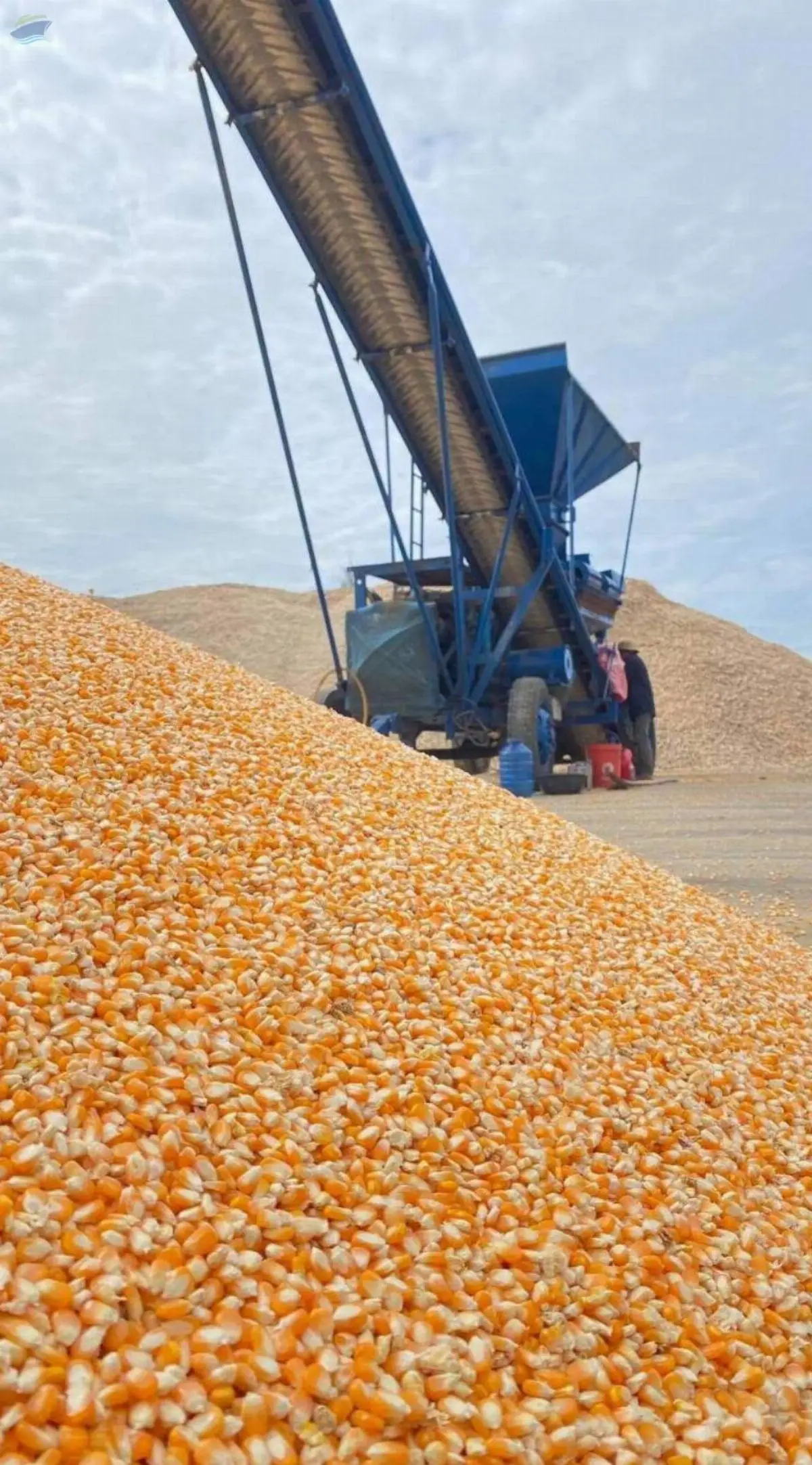 Yello Corn Kernels